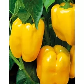 Перец сладкий Громозека F1 (Селекция "ВХ") 0,1 гр. цв.п.