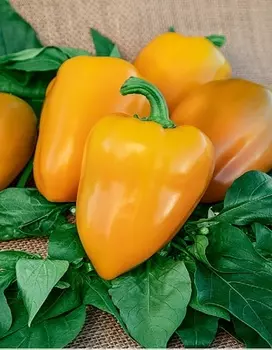 Перец сладкий Златень (Селекция "ВХ") 0,1 г цв.п