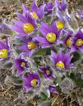 Прострел обыкновенный 1 шт Р9