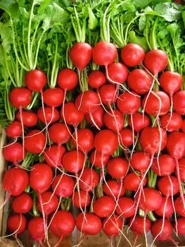 Редис 15 дней 1 гр цв.п.