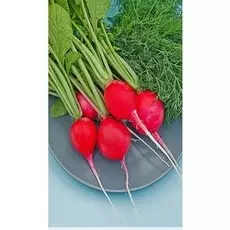 Редис Чемпион 2 гр б.п.