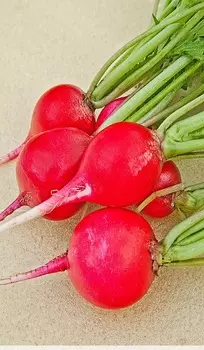 Редис Чемпион 3 гр б.п.