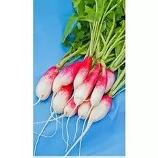 Редис французский завтрак 2 гр б.п.