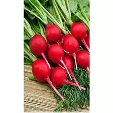 Редис Престо 1 гр б.п.