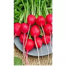 Редис Родос 2 гр б.п .