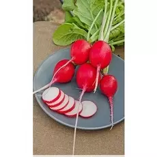 Редис Сакса РС 2 гр б.п.