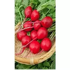 Редис Селеста F1 1 г цв.п.