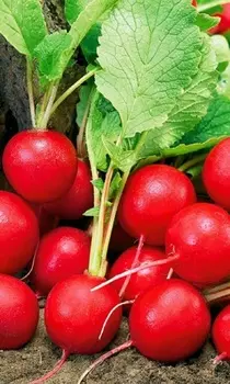 Редис Шустрёнок F1 2 гр цв.п. (Сибирская серия)