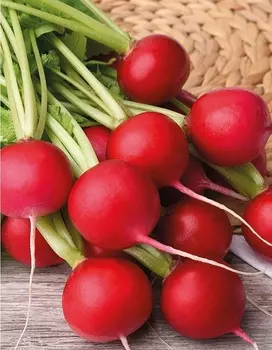 Редис Соната (УД) 2 гр цв.п.