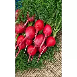 Редис Заря 10 гр цв.п (Сортсемовощ)