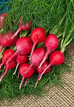 Редис Заря 3 гр б.п.