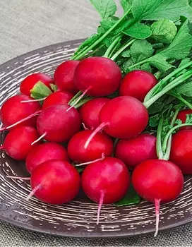 Редис Заря 3 гр цв.п.