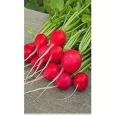 Редис Жара 3 гр б.п