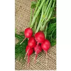 Редис Жара 3 гр цв.п.