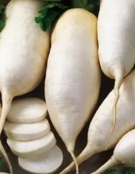 Репа Невеста 1 гр цв.п.