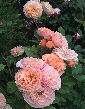 Роза английская Чарльз Остин 1 шт