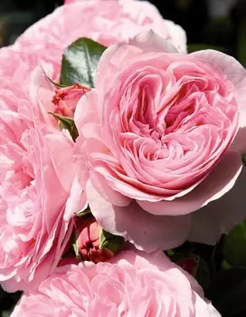 Роза английская Мария Терезия 1 шт ОКС