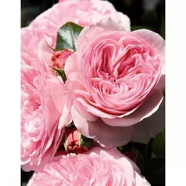 Роза флорибунда Чистая Мария 1 шт