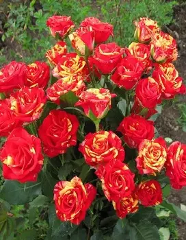 Роза бордюрная Файнер флеш 1 шт ОКС