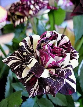 Роза бордюрная Фокус покус 1 шт ОКС