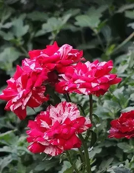 Роза бордюрная Эроу фолиус 1 шт ОКС