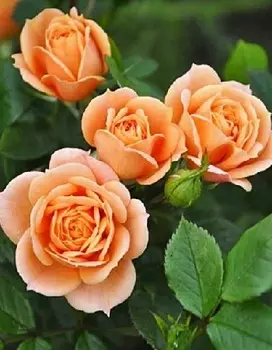 Роза бордюрная Клементина 1 шт ОКС