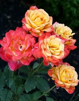 Роза бордюрная Самба 1 шт ОКС