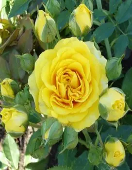 Роза спрей Сан Сити 1 шт ОКС