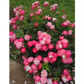 Роза бордюрная Шармант 1 шт