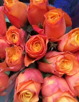 Роза чайно-гибридная 3D 1 шт