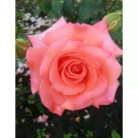 Роза чайно-гибридная Аве Мария 1 шт
