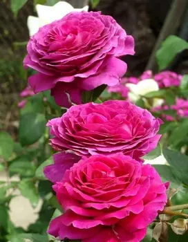 Роза чайно-гибридная Биг Перпл 1 шт