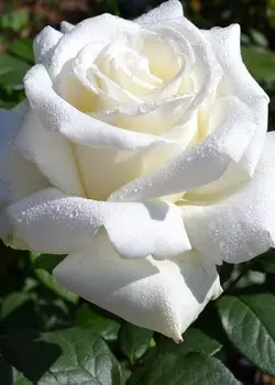 Роза чайно-гибридная Боинг 1 шт ОКС