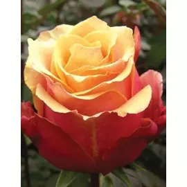Роза чайно-гибридная Черри Бренди 1 шт