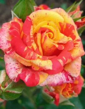 Роза чайно-гибридная Файер Крек 1 шт