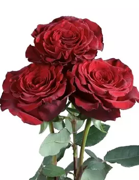 Роза чайно-гибридная Хаатс 1 шт ОКС