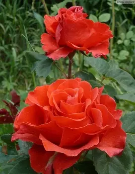 Роза чайно-гибридная Эль Торо 1 шт