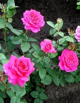 Роза чайно-гибридная Карина 1шт. ОКС