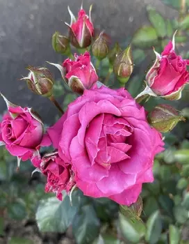 Роза чайно-гибридная Карина 1шт