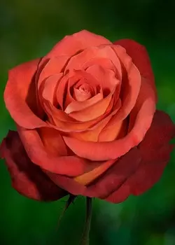 Роза чайно-гибридная Кофе Брейк 1 шт