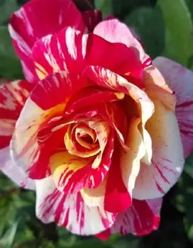 Роза чайно-гибридная Морис Утрилло 1 шт ОКС