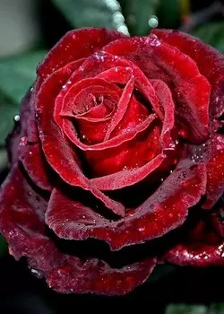 Роза чайно-гибридная Норита 1 шт