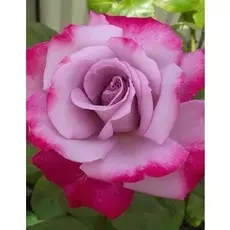 Роза чайно-гибридная Парадиз 1 шт