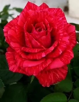 Роза чайно-гибридная Ред интуишен 1 шт