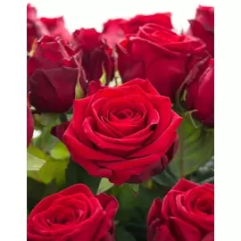 Роза чайно-гибридная Ред Наоми 1 шт