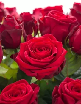 Роза чайно-гибридная Ред Наоми 1 шт ОКС