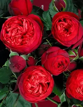 Роза чайно-гибридная Ред Пиано 1 шт