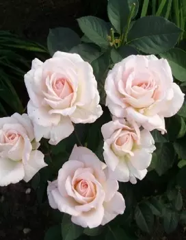 Роза чайно-гибридная Сады Богатель 1 шт. ОКС