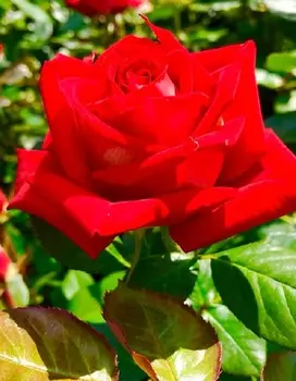 Роза чайно-гибридная Софи Лорен 1 шт ОКС