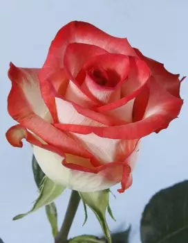 Роза чайно-гибридная срезка Блаш 1шт. ОКС